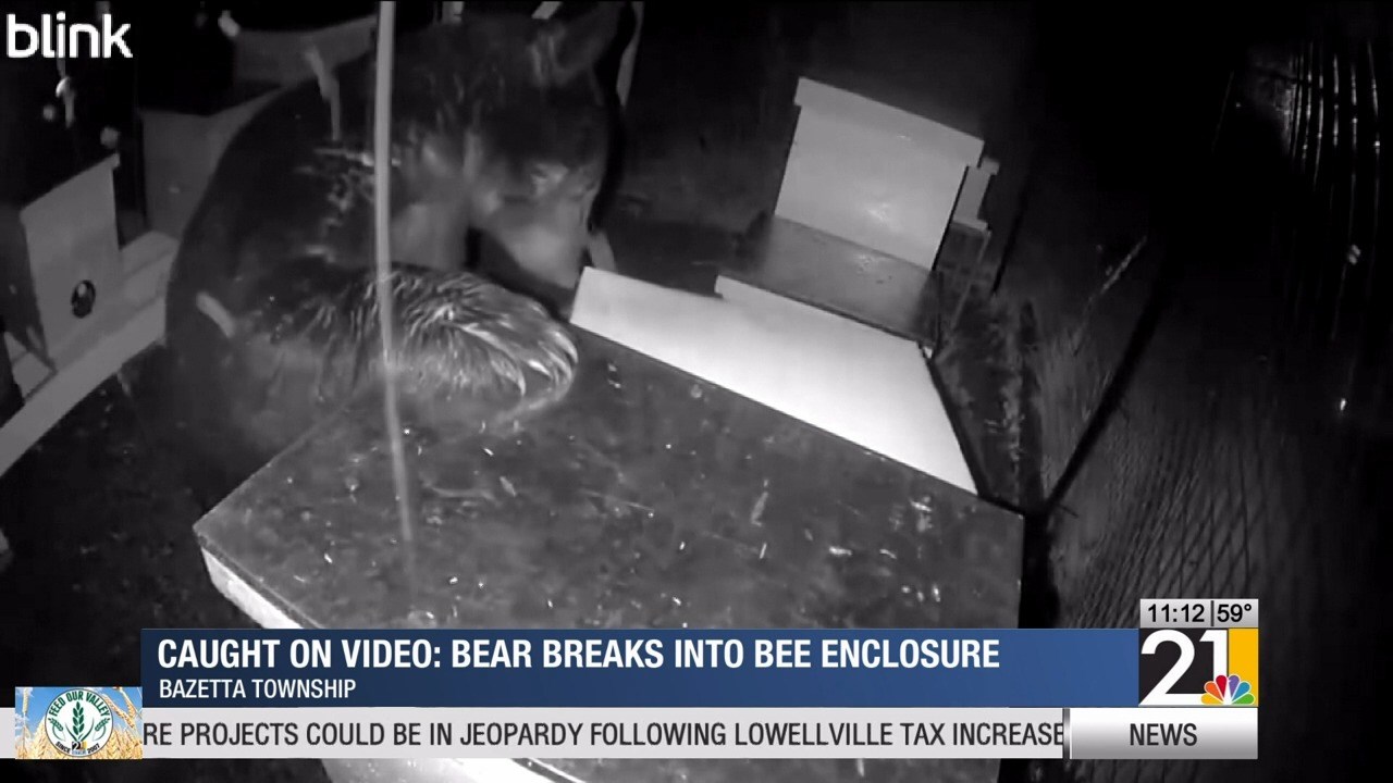 Bear Breaks into Bee Hives in Bazetta Township, Ohio