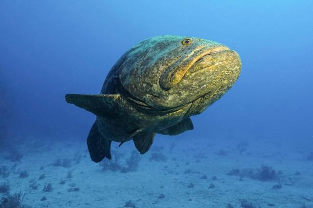 Goliath Grouper Attempts to 'Swallow' Diver's Head: Size and Behavior Explained