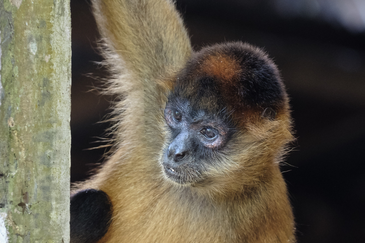 Monkey Intrudes on Cancun Villa, Internet Reacts to Comical Entrance