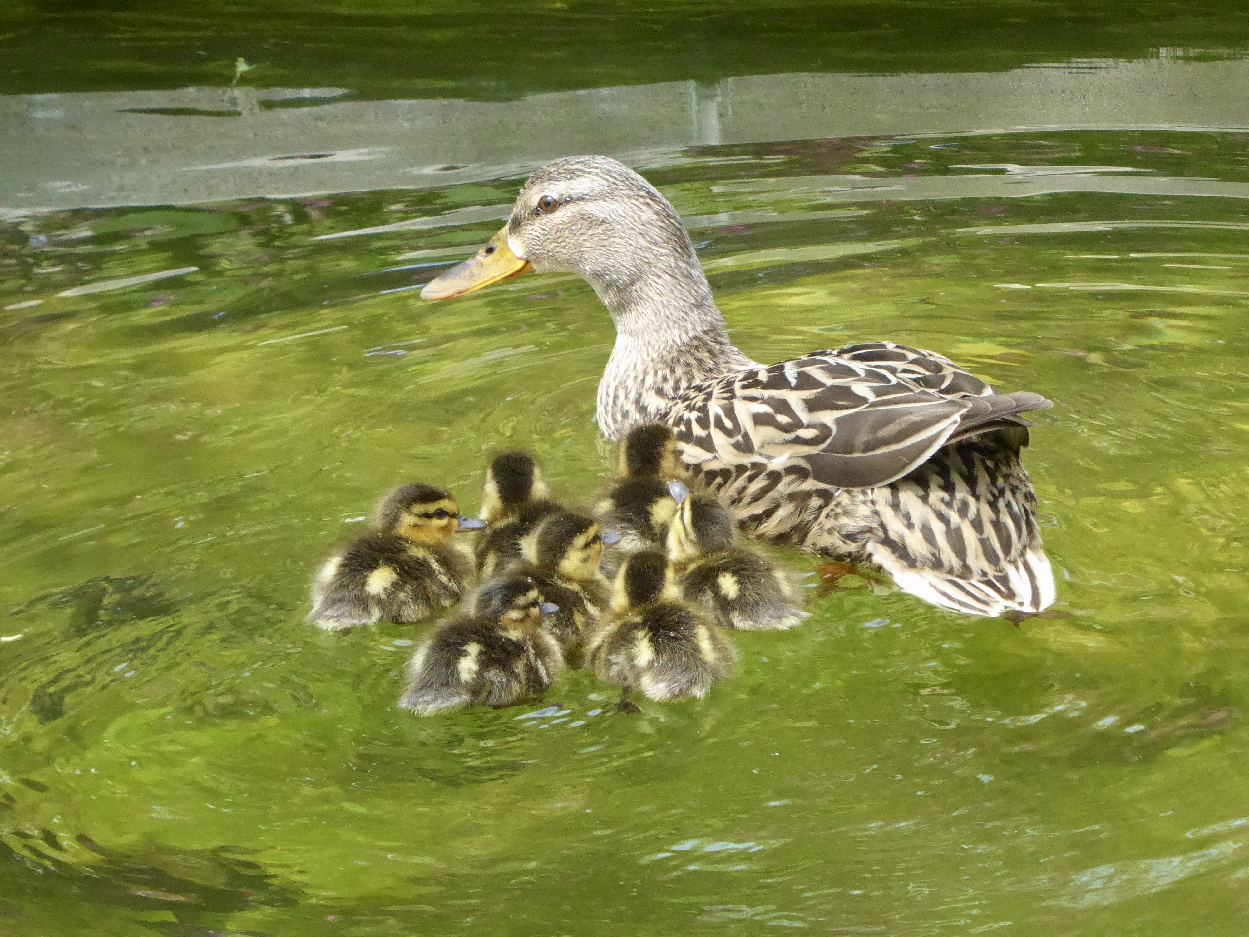 Esther the Turtle Welcomes Seven Babies to the World