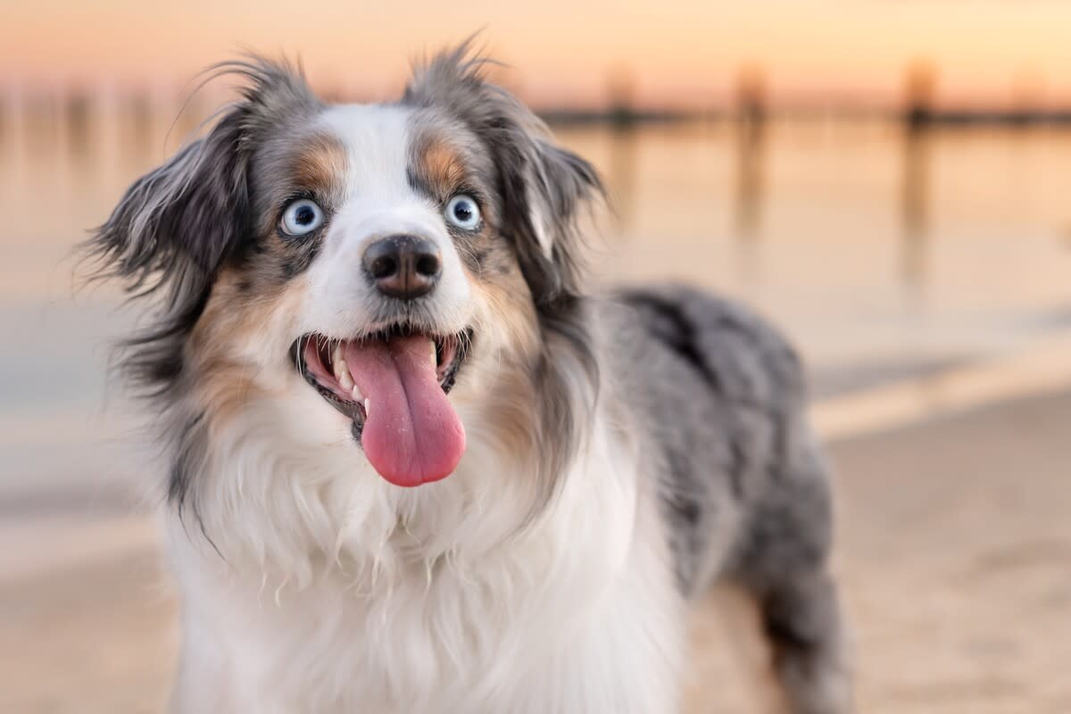 Australian Shepherd Shares Ice with Dolphin Friends in Heartwarming Video