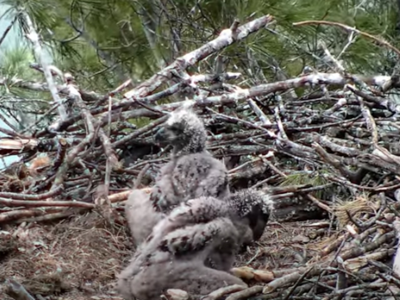 Traverse City Eaglets Stormy and Mitten Thriving at One Month Old