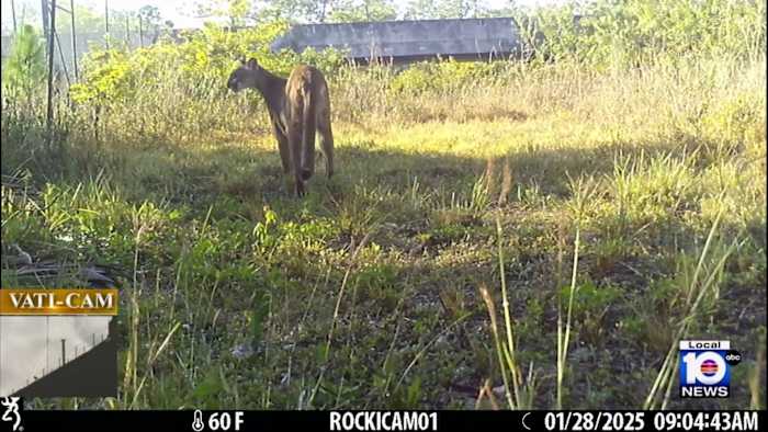 Four Endangered Florida Panther Deaths Reported in One Week, Nine This Year