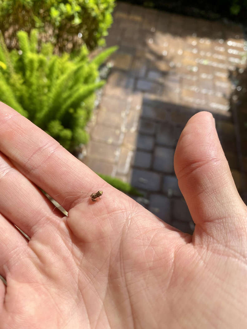 Florida Man Mistakes Tiny Greenhouse Frog for Bug, Has Adorable Encounter