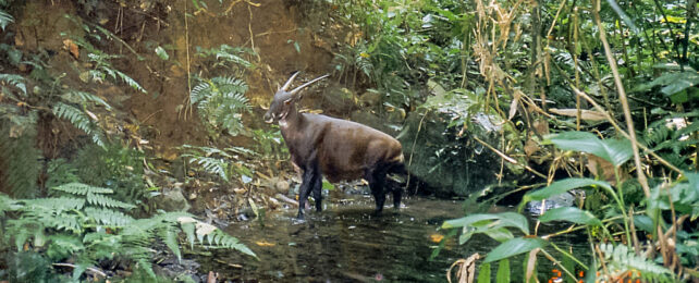 Genome Sequenced for Critically Endangered Saola, Offering Hope for Survival