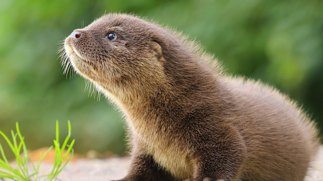 Baby Sea Otter in Vancouver Charms the Internet with Teething Ring Antics