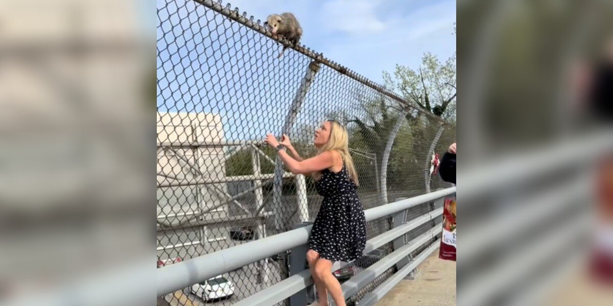 Woman Saves Opossum and Her Babies From Highway After Uber Stop