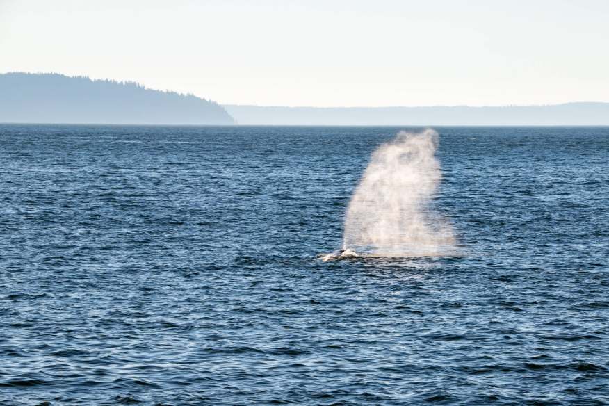Gray Whale Population Faces Crisis: Emaciated Whales, Low Calf Numbers Alarm Scientists