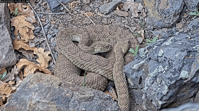 Colorado Rattlesnake Mega-Den: Hundreds Emerge, Livestreamed by Project RattleCam