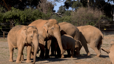 Elephant Reunion at Melbourne Zoo Sparks Unprecedented Vocalizations