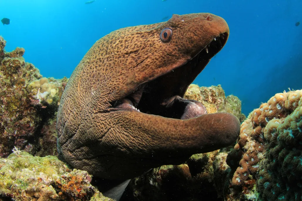 Giant Moray Eel: Reef's Apex Predator with Remarkable Adaptations