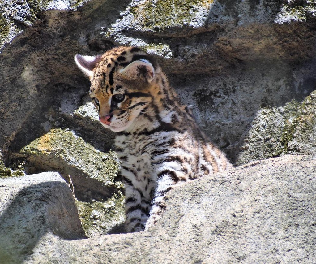 Odd News Roundup: Lost Cats, Wandering Sheep, and a Soccer Throw-in Record