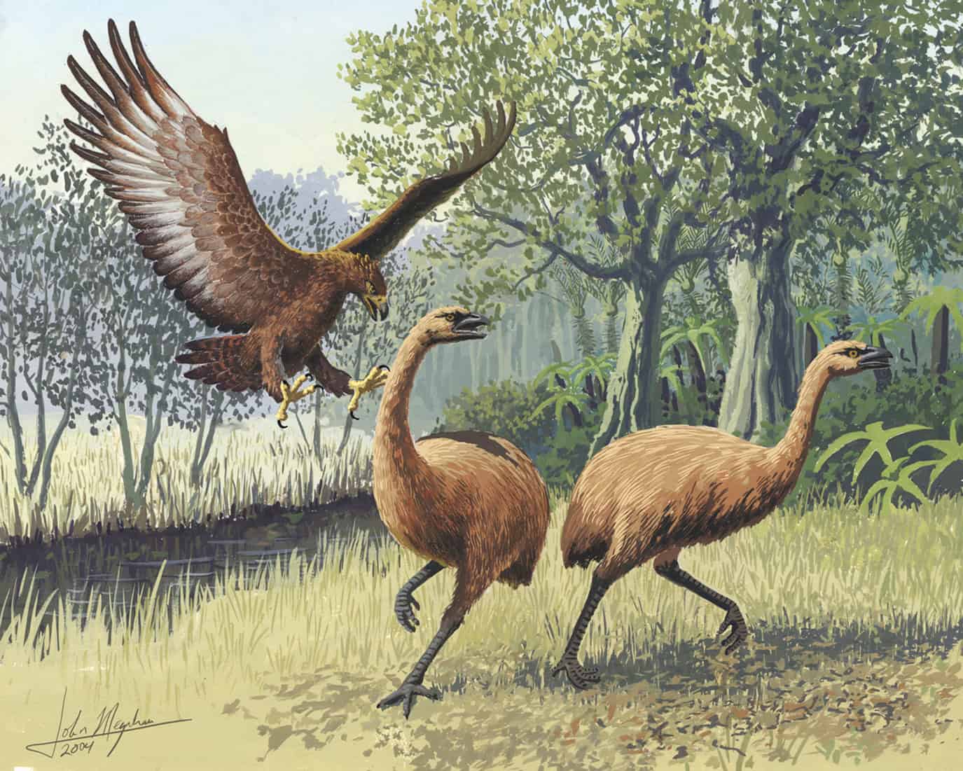 Haast's Eagle: The Apex Predator of New Zealand That Hunted Giant Moa