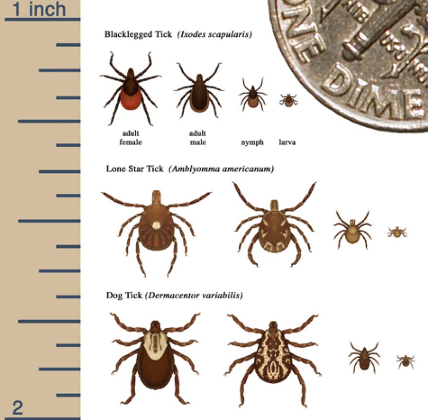 Maine Faces Increased Lyme Risk as Tick Populations Expand Due to Warming Winters