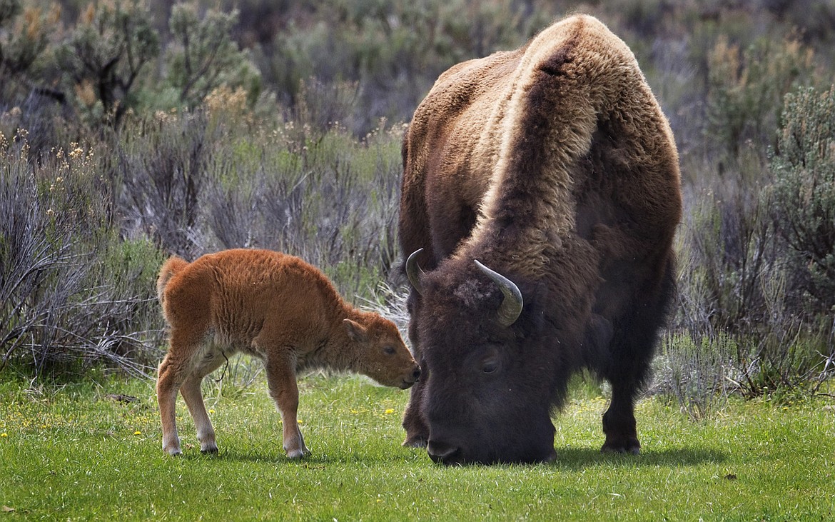 Florida Man Gored by Bison in Yellowstone: First Incident of 2025