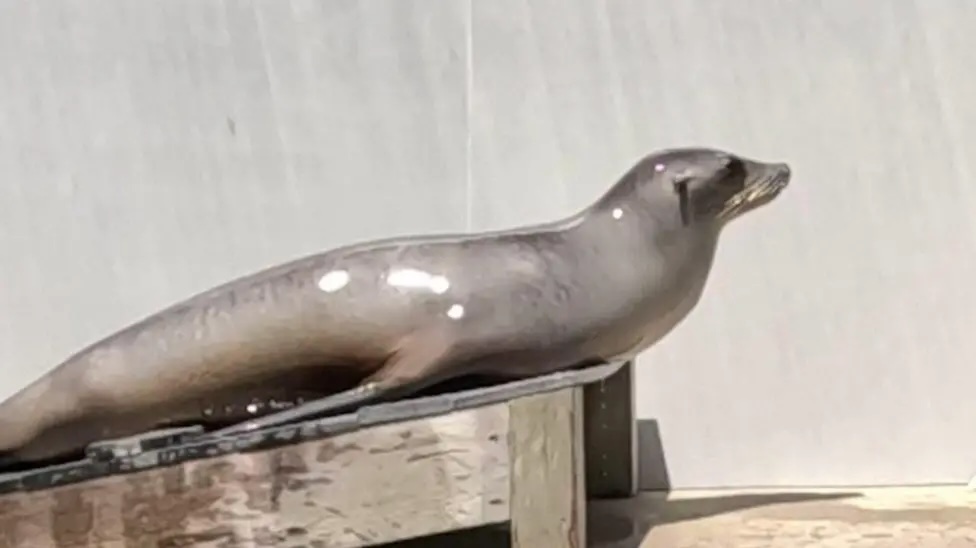 Ronan the Sea Lion's Rhythm Rivals Humans After Decade of Beat-Keeping