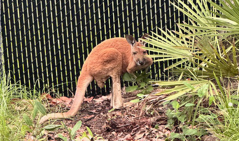 Escaped Kangaroo in Florida Captured; Owner Faces Charges for Permit Violations