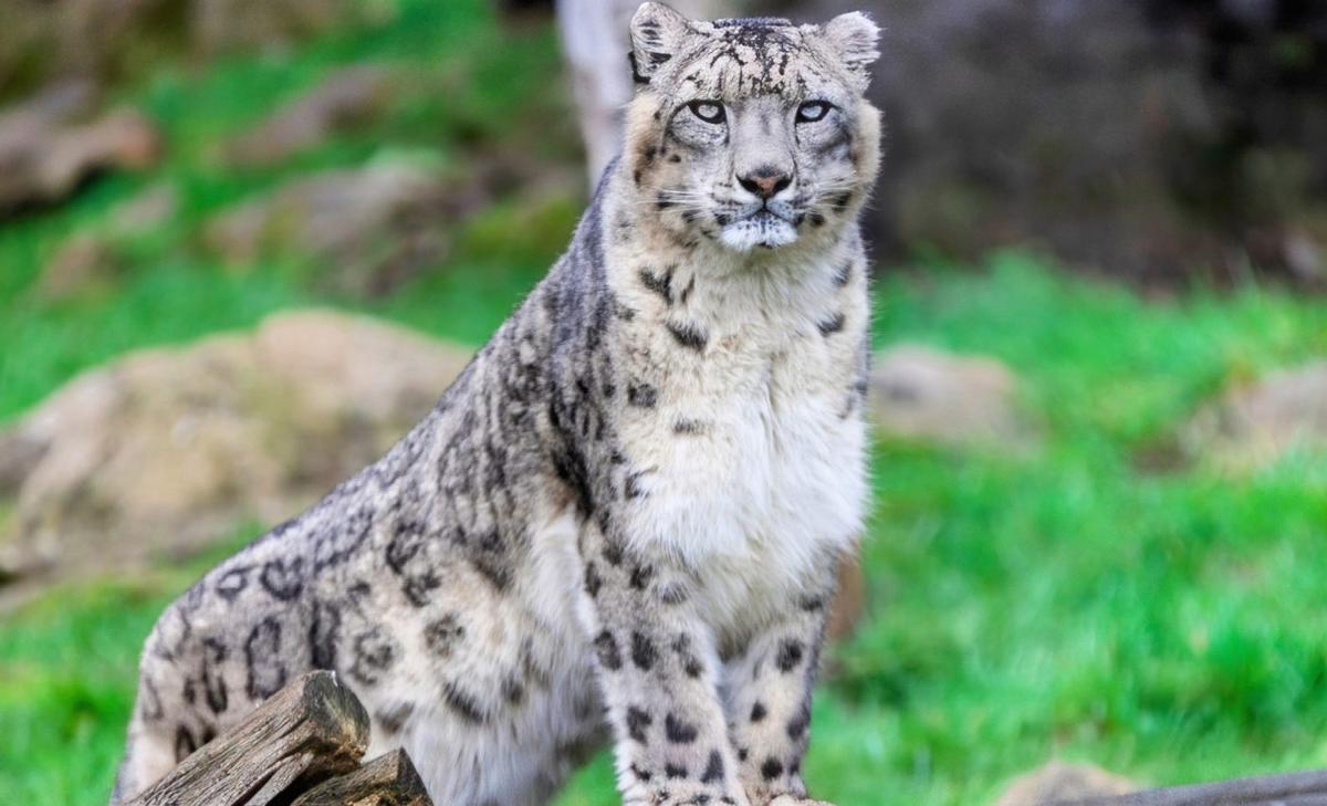 Ladakh Home to World's Highest Snow Leopard Density: New Study Reveals