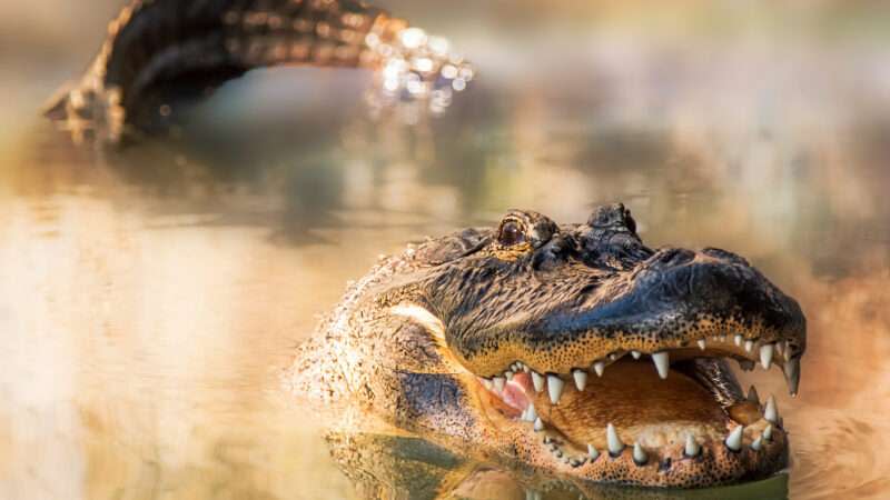 Florida Man, Mike Dragich, Barefoot Marine Veteran, Wrangle Alligator on I-95