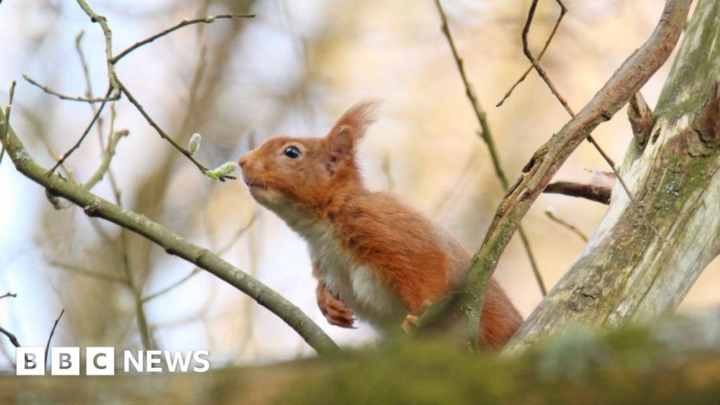 Red Squirrel Recovery Network Receives Funding Boost for UK Conservation Efforts