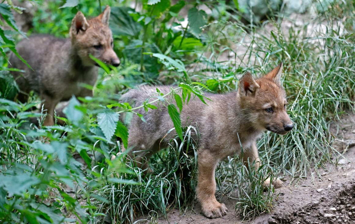 EU Parliament Approves Downgrade of Wolf Protection Status Amidst Conservation Concerns