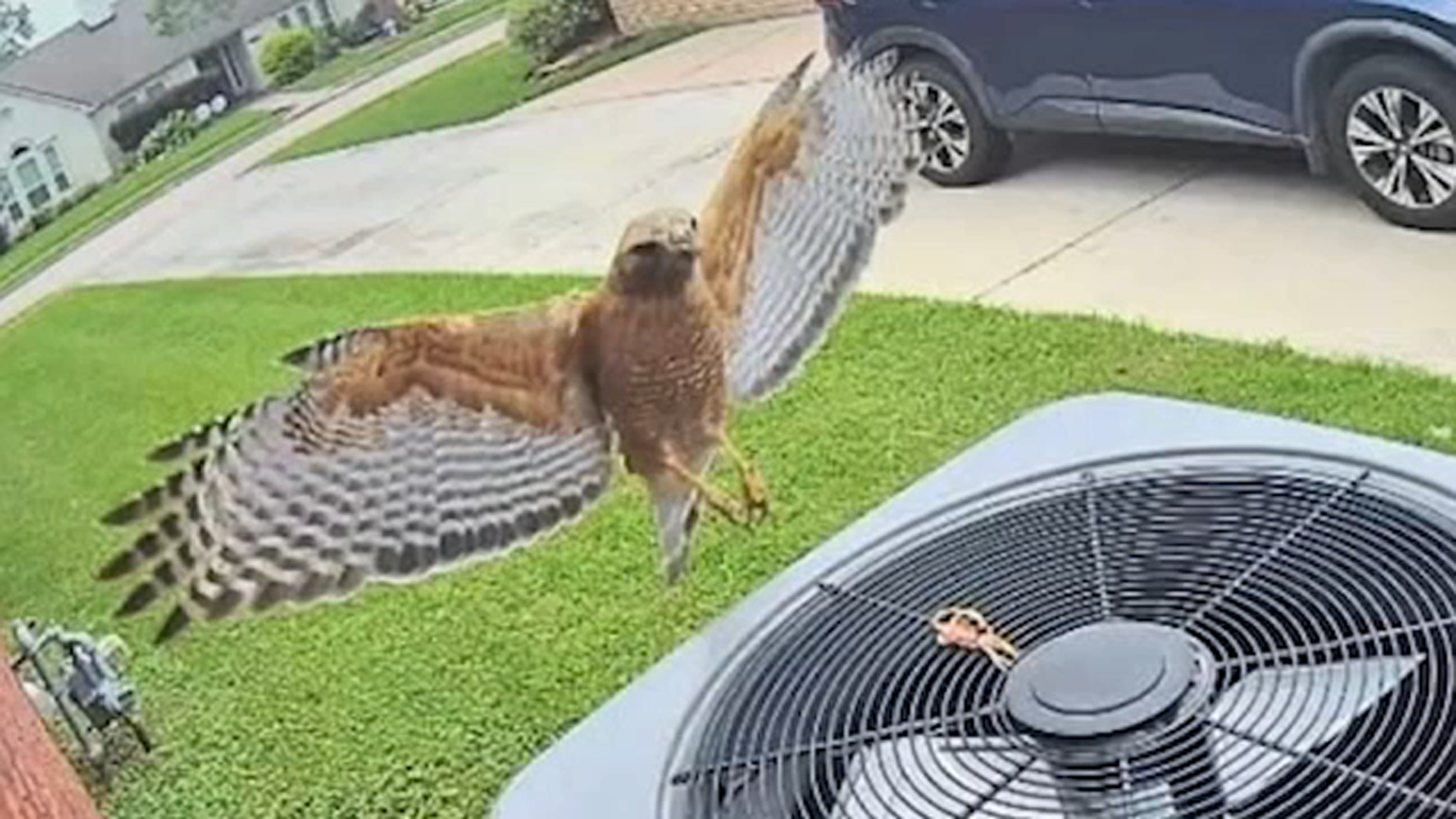 Pearland Residents Warned About Dive-Bombing Red-Shouldered Hawk Protecting Nest