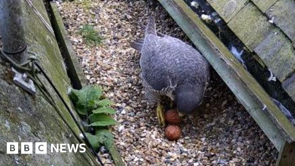 St Albans Peregrine Falcons Lay New Eggs After Vandalism, Sparking Public Joy