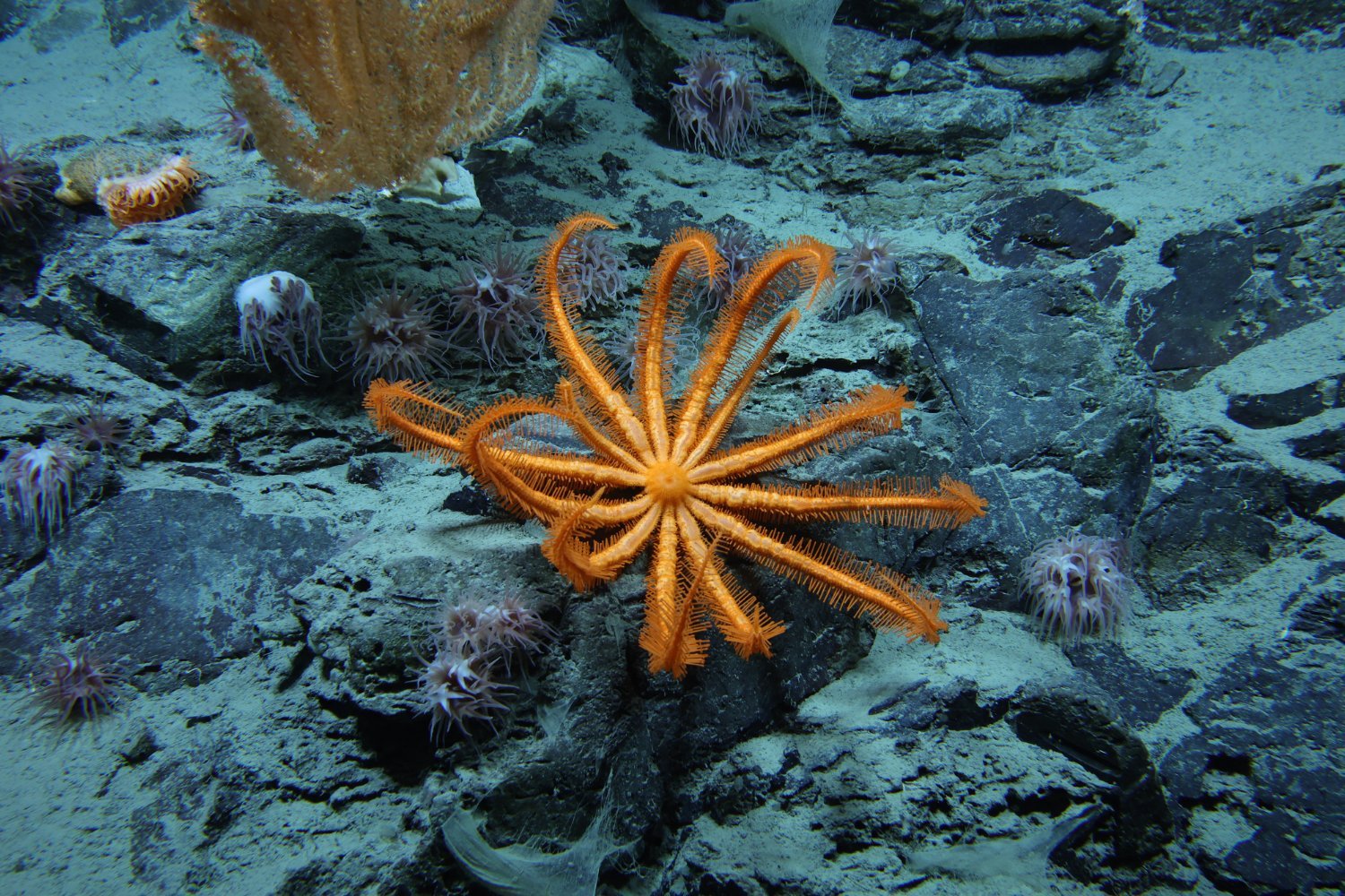 Humans Have Only Visually Explored 0.001% of Deep Seafloor: Study