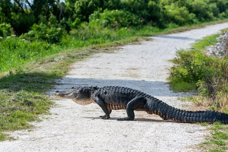 Florida Bear Attacks: 89-Year-Old Man and Dog Killed; Bears Euthanized
