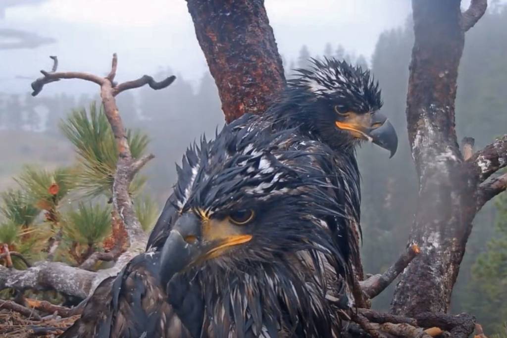 Big Bear Eaglets Sunny and Gizmo Prepare to Fledge, Captivating Onlookers
