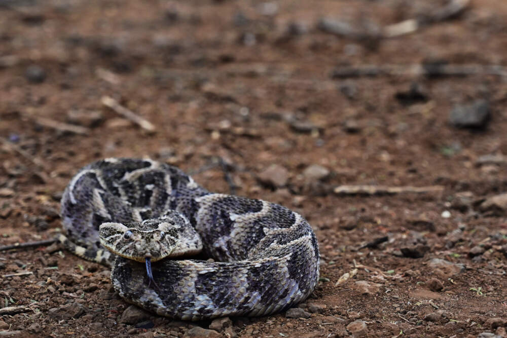 Universal Antivenom Developed from Man Bitten Hundreds of Times by Snakes