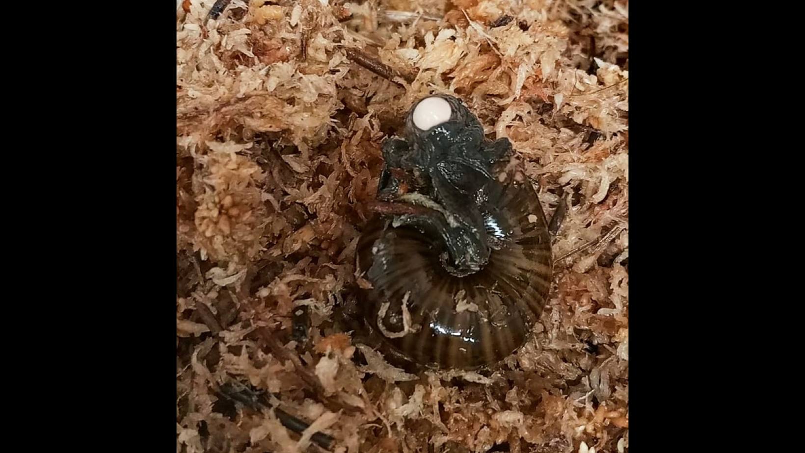 Rare Snail Filmed Laying Egg From Neck for First Time in New Zealand