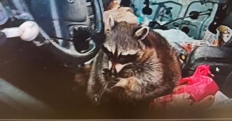 Ohio Woman Arrested After Raccoon 'Chewy' Found With Meth Pipe in Car