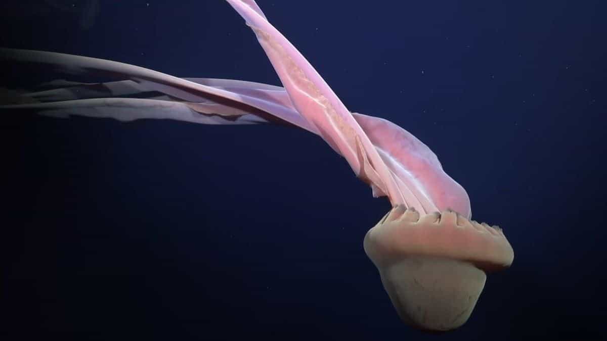 Antarctic Expeditions Reveal Thriving Ecosystems and Rare Marine Life Under Shifting Ice