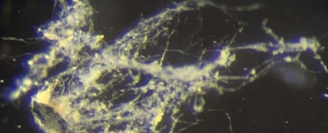 Electricity-Producing Bacteria: New Discoveries and Potential Applications in Bioelectronics