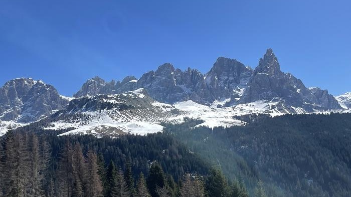 Spruce Trees Synchronize Bioelectrical Signals in Anticipation of Solar Eclipse