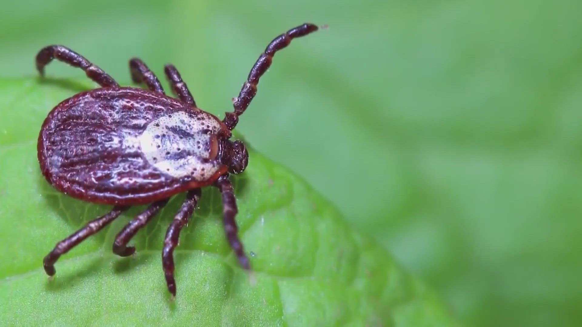 Ohio Mother Advocates for Son's Chronic Lyme Disease Battle