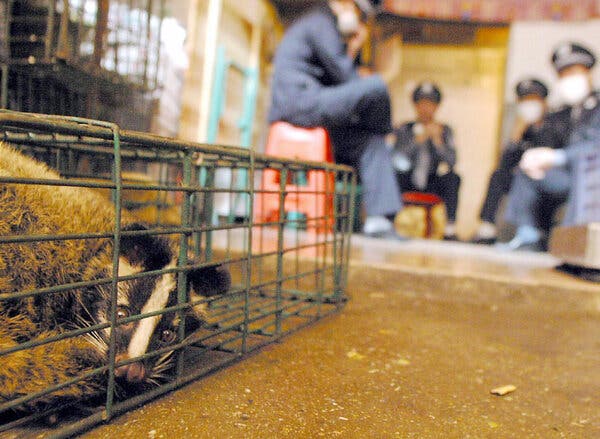 Study: Wildlife Trade Likely Sparked COVID-19 Emergence, Echoing SARS Origin