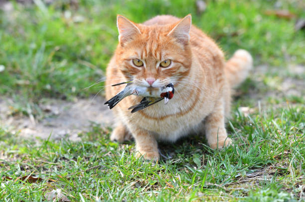 Avian Flu Spreading: Cat Infections Spike, Raising Human Spillover Concerns