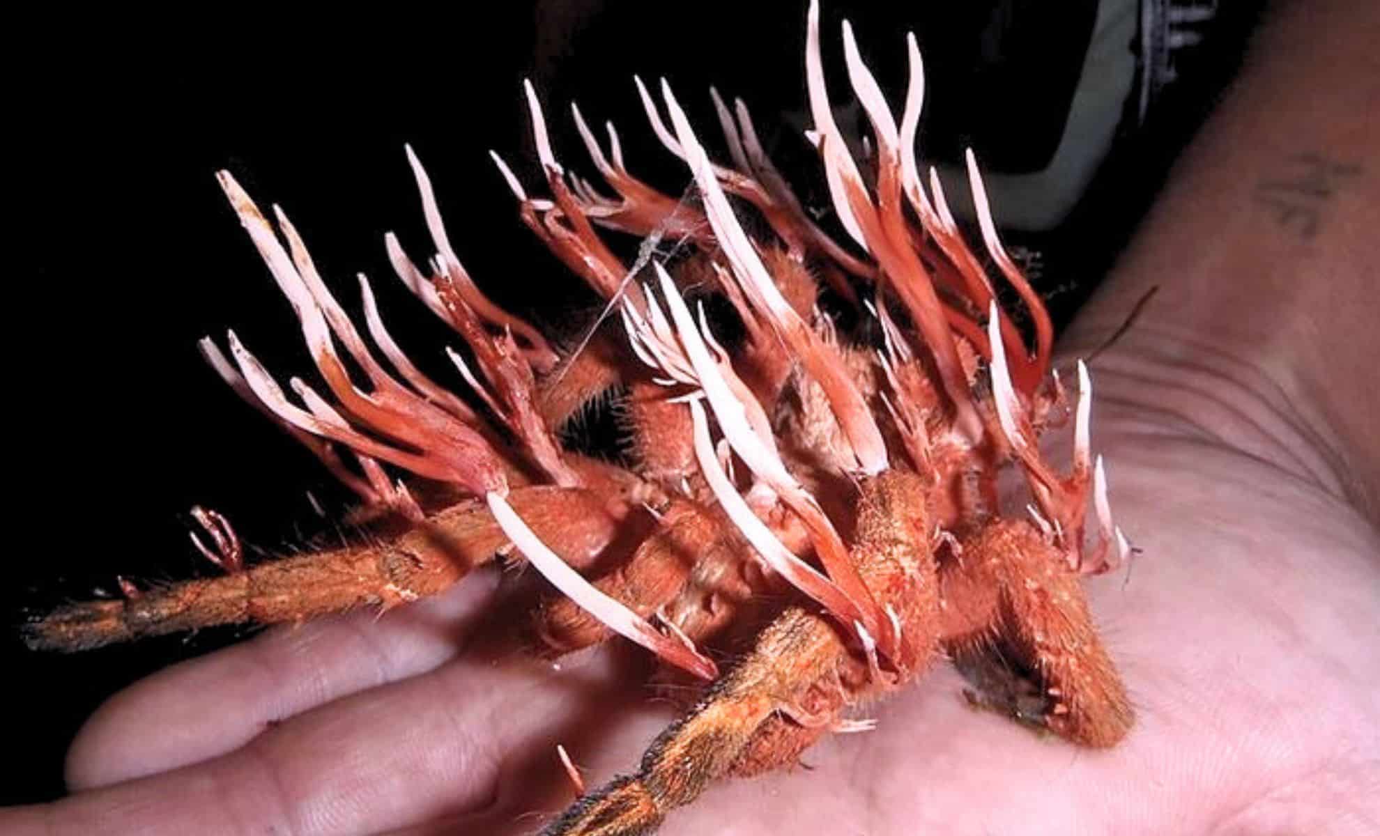 Killer Fungus Spreading Globally: Climate Change and Antifungal Resistance Fuel Concerns