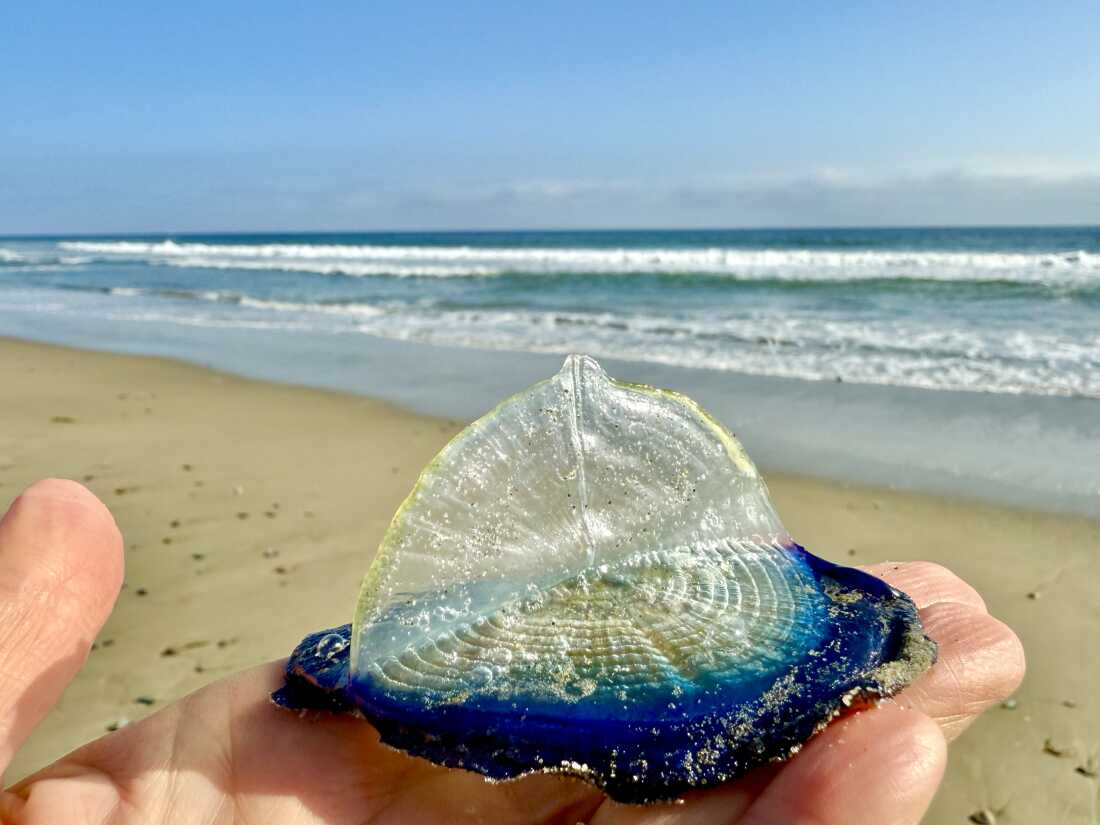 Glittering By-the-Wind Sailors Wash Ashore on California Beaches