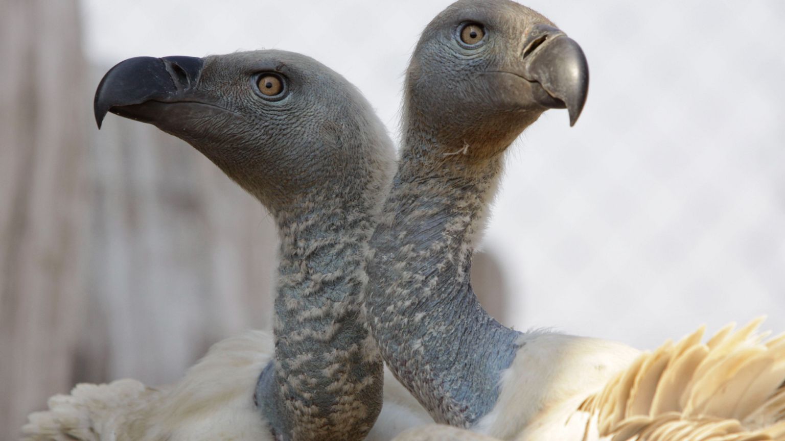 Mass Poisoning: Over 120 Vultures Dead in South Africa's Kruger Park