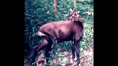 Genome Mapping of Asian Unicorn Offers Hope for Survival Through Breeding