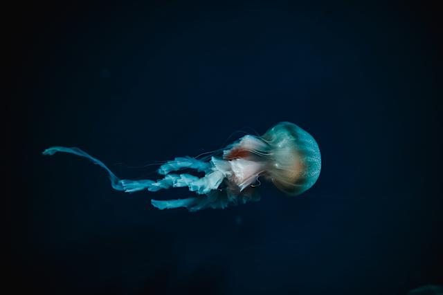 Humans Have Only Seen 0.001% of Deep Seafloor, Study Reveals