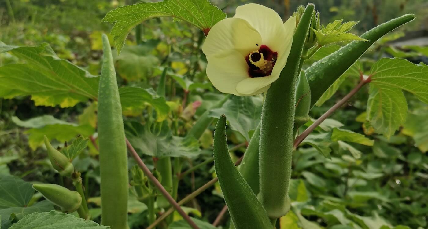 Okra and Fenugreek Extracts Effectively Remove Microplastics from Water, Study Finds