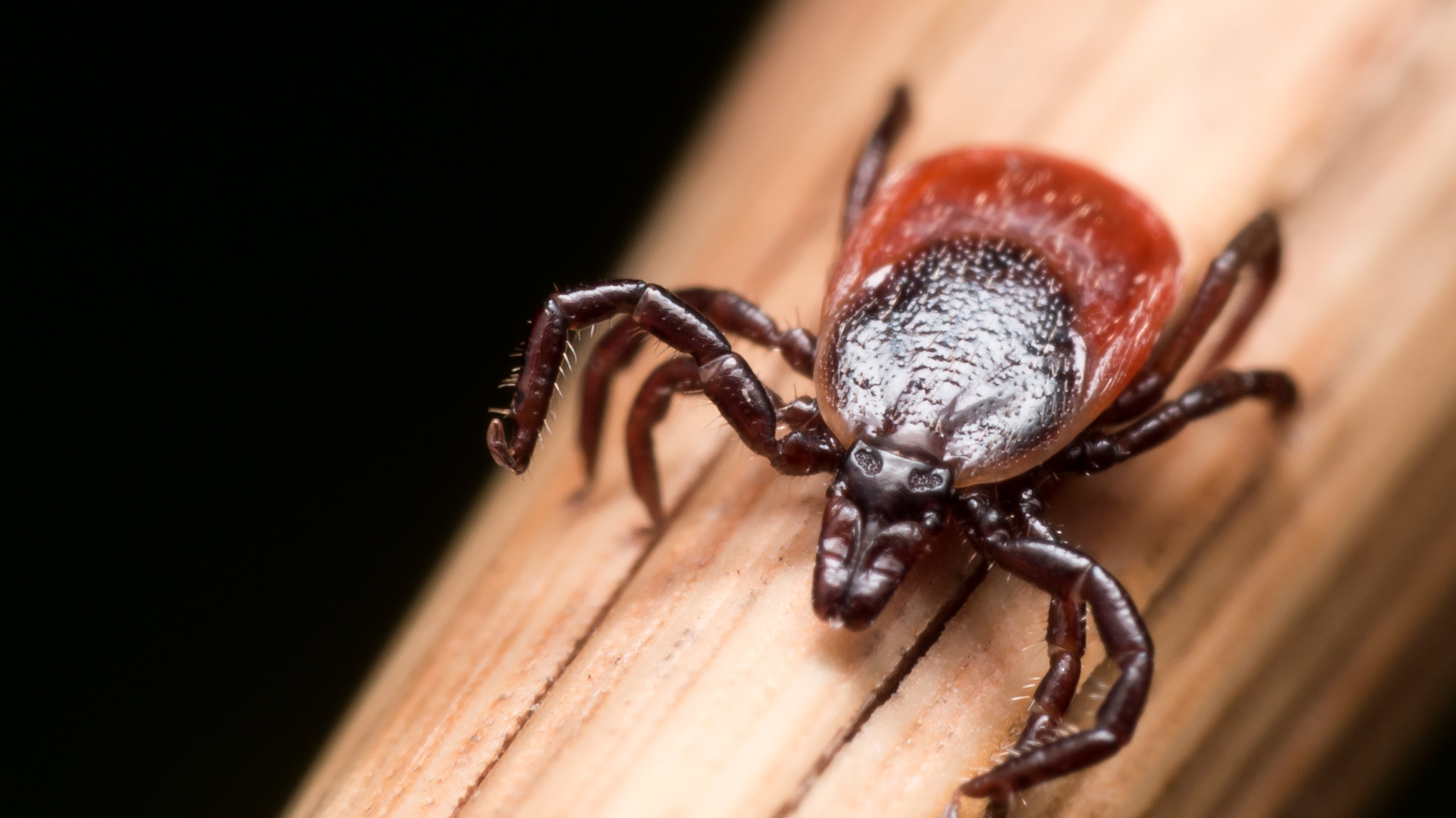 Tick-Borne Babesiosis Spreading in Mid-Atlantic: Study Warns of Emerging Threat
